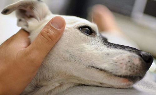 狗狗這些部位不要隨便摸,越摸它會越 上癮