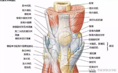 什么原因?qū)е孪リP(guān)節(jié)疼痛彈響
